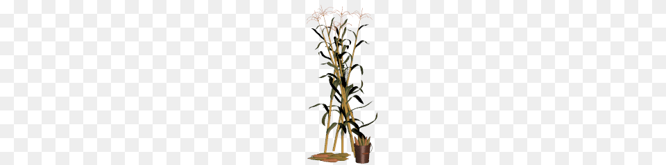 Cornstalk Clip Art, Plant, Tree Free Transparent Png