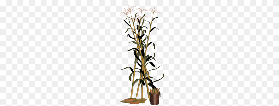Cornstalk Clip Art, Plant Free Png Download