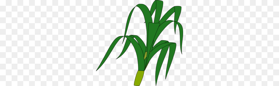 Cornstalk Clipart, Food, Leek, Plant, Produce Png Image