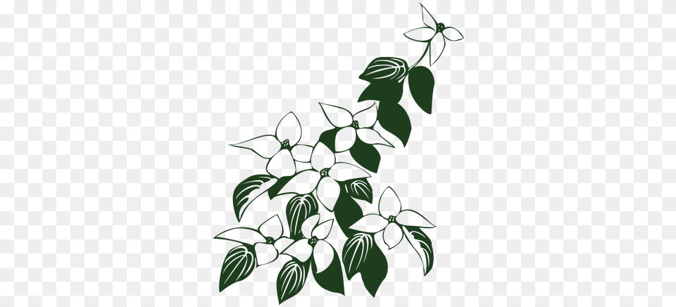 Cornus Kousa Dogwood Flowers Clipart Flowers And Leaves Black And White, Herbal, Herbs, Leaf, Plant Free Png Download