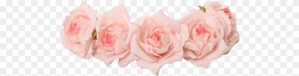 Coroas De Flores Pastel Pink Flower Crown Transparent Pink Rose Crown, Petal, Plant Free Png