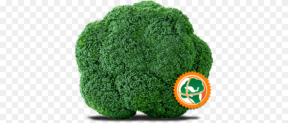 Corona De Brocoli Green Vegetables Broccolibroccoli Seeds Balcony, Broccoli, Food, Plant, Produce Png Image