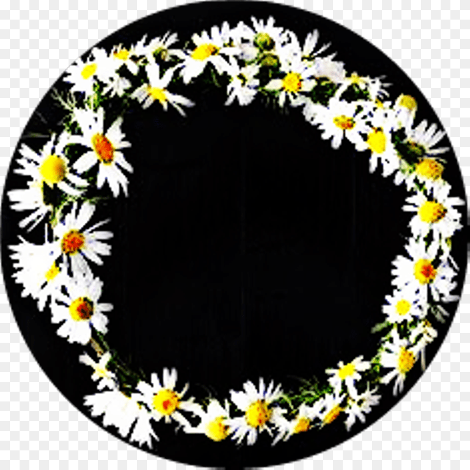 Corona De Margaritas Frases Todaypic Clipart Circle, Daisy, Flower, Plant, Flower Arrangement Free Png Download