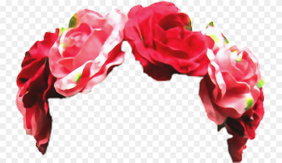 Corona De Rosas, Flower, Flower Arrangement, Petal, Plant Png