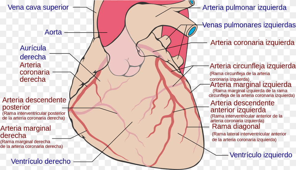 Coronary Arteries, Body Part, Face, Head, Neck Free Png