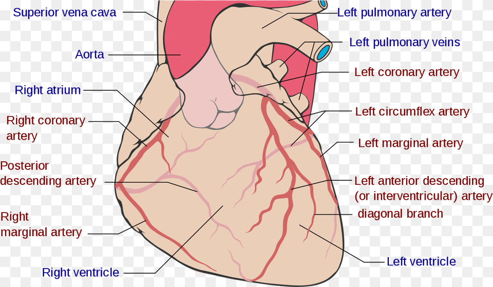 Coronary Circulation Wikipedia Coronary Arteries, Body Part, Face, Head, Neck Free Transparent Png