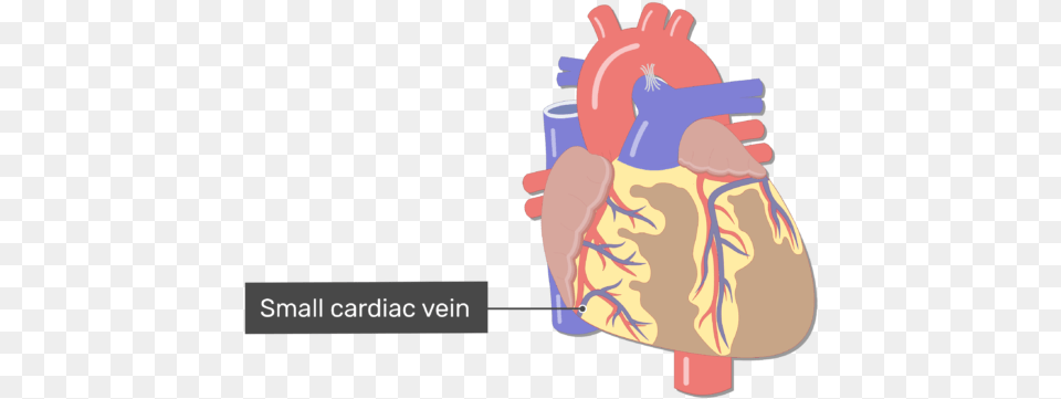 Coronary Veins Cardiac Heart Major Blood Vessels, Body Part, Face, Head, Neck Png Image