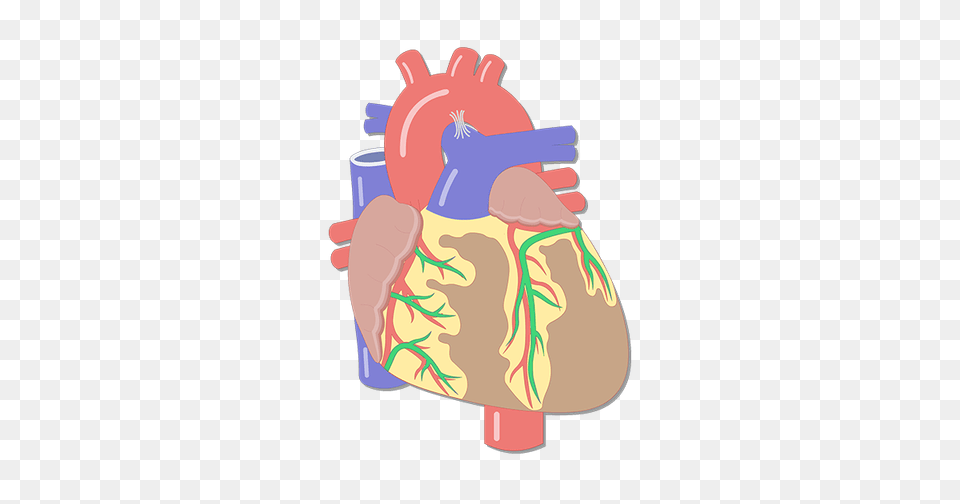 Coronary Veins Cardiac Veins, Baby, Person Png