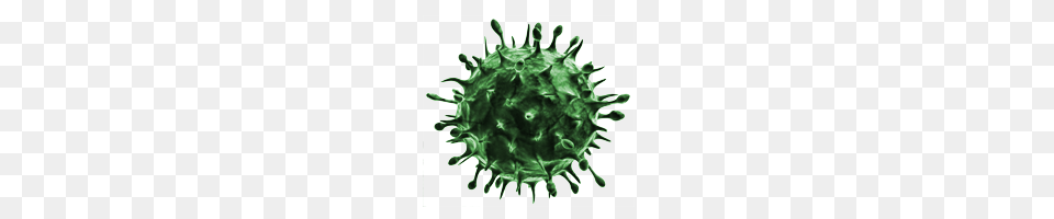 Coronavirus, Plant, Green, Accessories, Stain Png