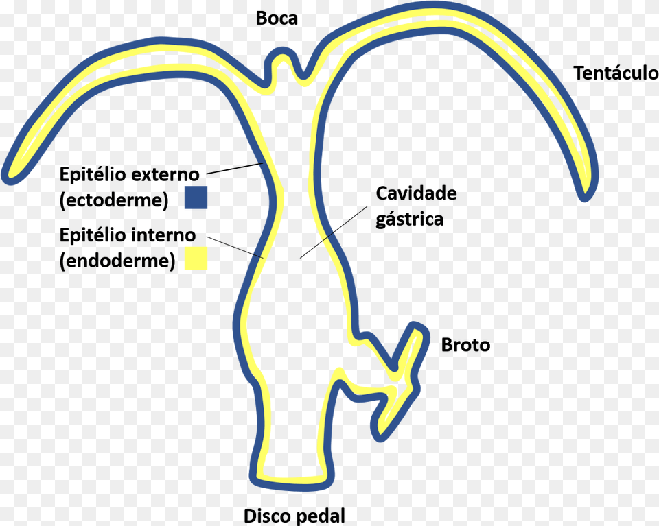 Corporal De Hydra Hidra Esquema, Ct Scan, Light Png