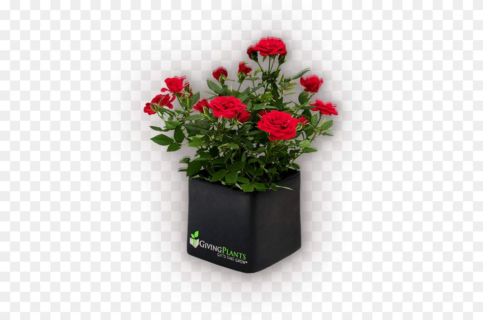 Corporate Logo Gift Plants Red Rose Pot Plants, Flower, Pottery, Potted Plant, Planter Free Transparent Png