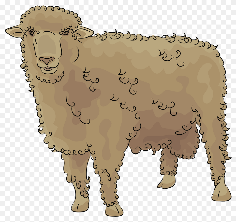 Corriedale Sheep Clipart, Livestock, Animal, Mammal, Face Png