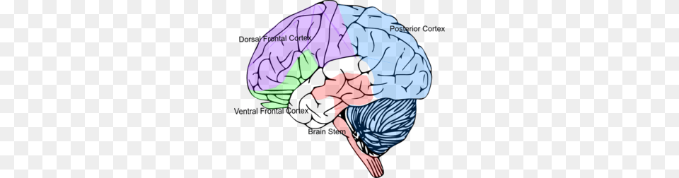 Cortex Brain Clip Art, Ct Scan, Person Free Transparent Png