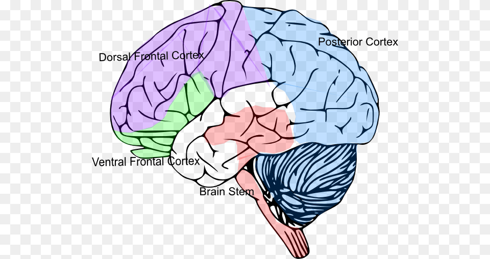 Cortex Brain Clip Art Cortex Clipart, Food, Leafy Green Vegetable, Plant, Produce Free Transparent Png