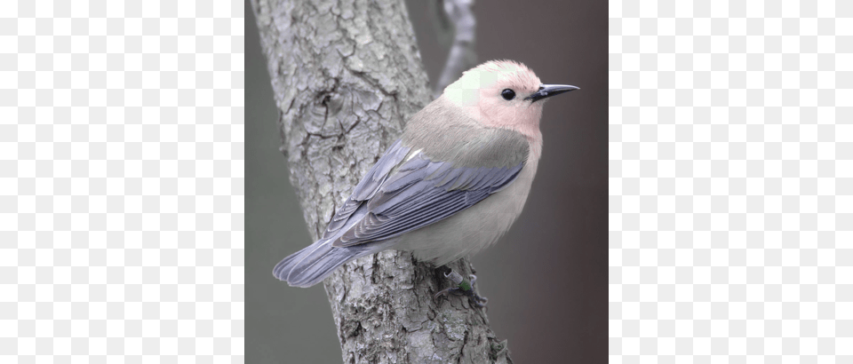Corvette Smurf Etc Yellow And Grey Birds Of Ontario, Animal, Bird, Finch, Beak Free Png Download