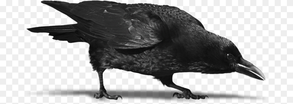 Corvo 2 Background Crow Wings, Animal, Bird, Blackbird Free Transparent Png