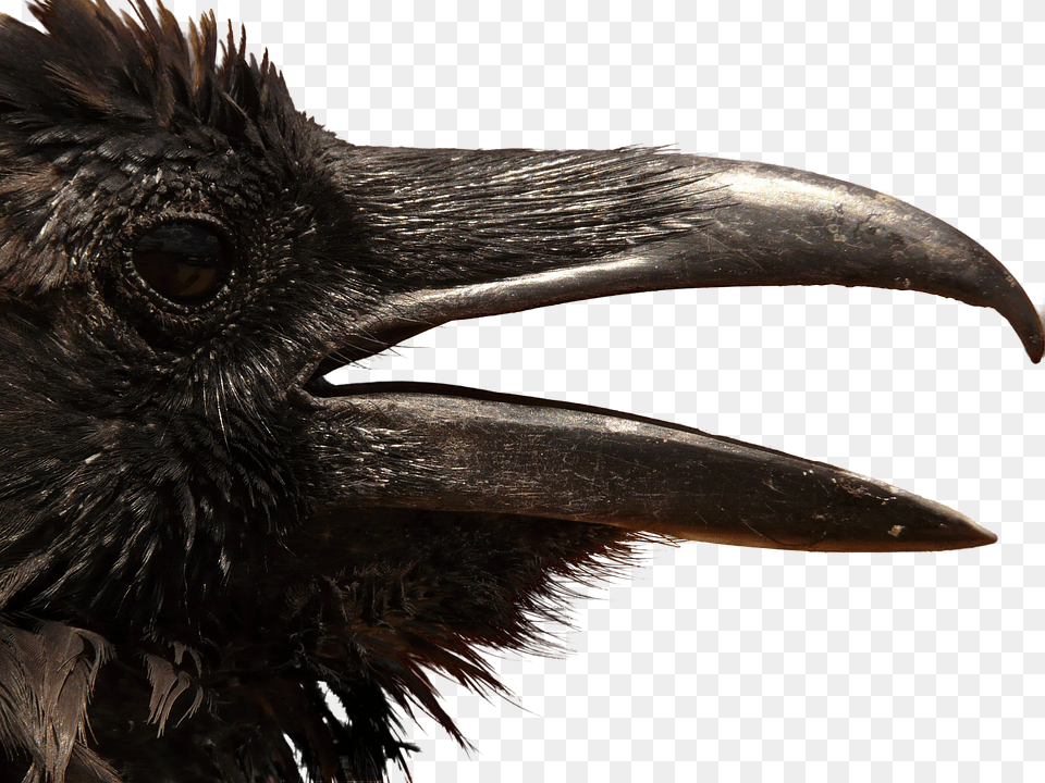 Corvo, Animal, Beak, Bird Png