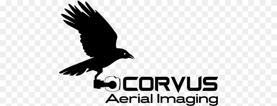 Corvus Black Hawk, Gray Png Image