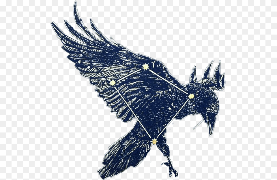 Corvus Constellations Stars Blue Astronomy Corvus Transparent Corvus Constellation, Animal, Bird, Blackbird Free Png Download