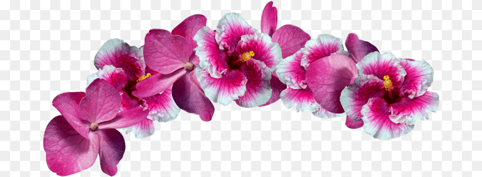 Corwn Tiara Flower Flowers Flowercrown Flowerscrown Moth Orchid, Plant, Geranium, Anther, Petal Png