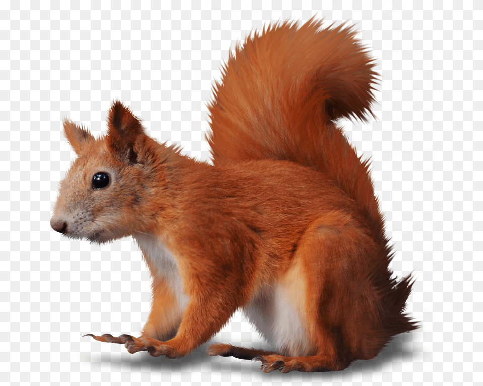 Cosas Para Photoscape Imgenes Para Photoscape Photoshop Red Squirrel Clipart, Animal, Mammal, Rodent, Rat Png Image