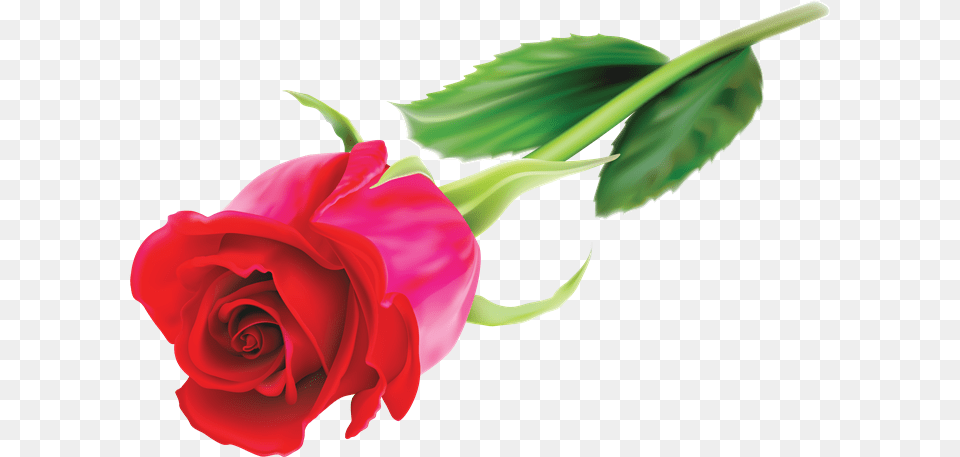 Cosas Para Photoscape Klipart Rozi, Flower, Plant, Rose, Person Free Png Download