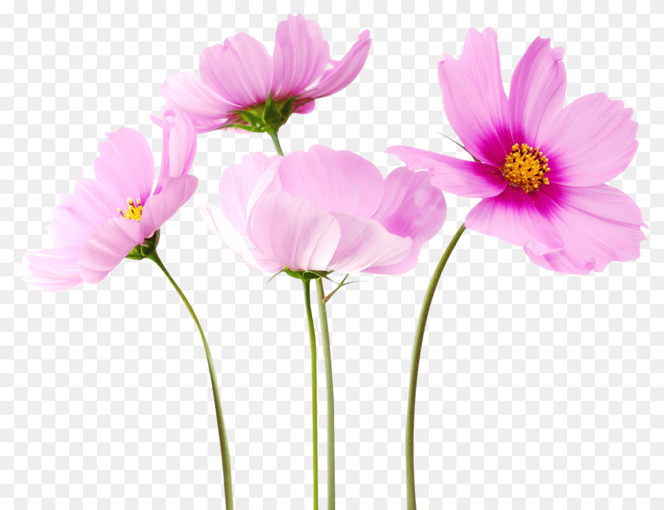 Cosmea Flower Image, Anemone, Anther, Daisy, Petal Free Png