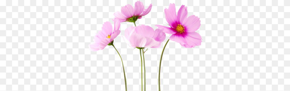 Cosmea Flower Image Hd Flower Images Hd, Anemone, Anther, Daisy, Petal Free Transparent Png