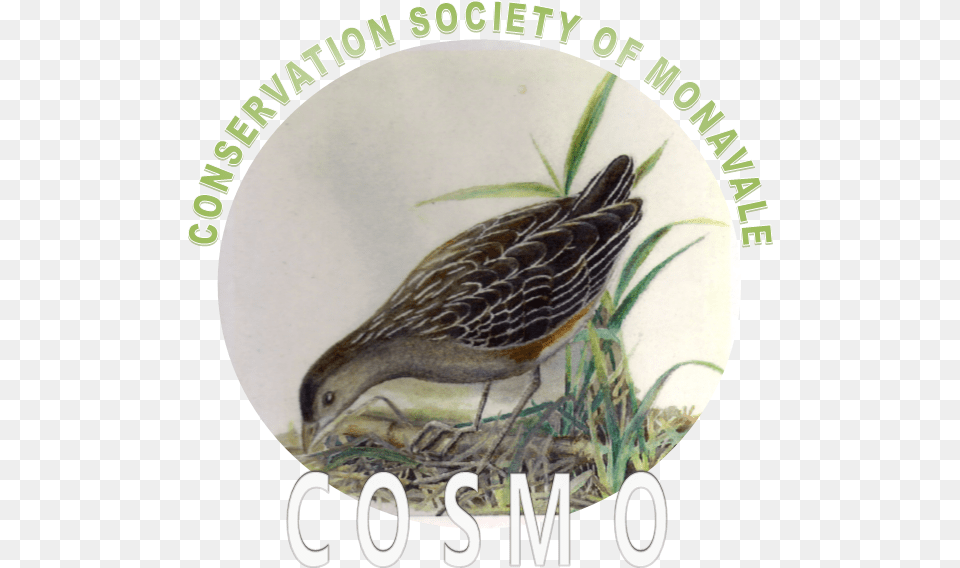 Cosmo Kids Club, Animal, Bird, Partridge, Quail Png Image