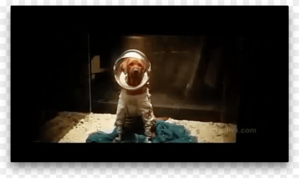 Cosmo The Space Dog As Seen In The First Guardians Govard Utka V Strazhah, Face, Head, Person, Indoors Png Image