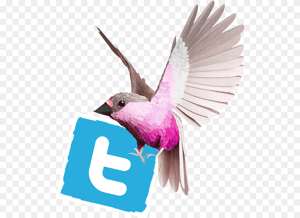 Cosmopola Animated Social Media Gif, Animal, Bird, Jay, Finch Free Png