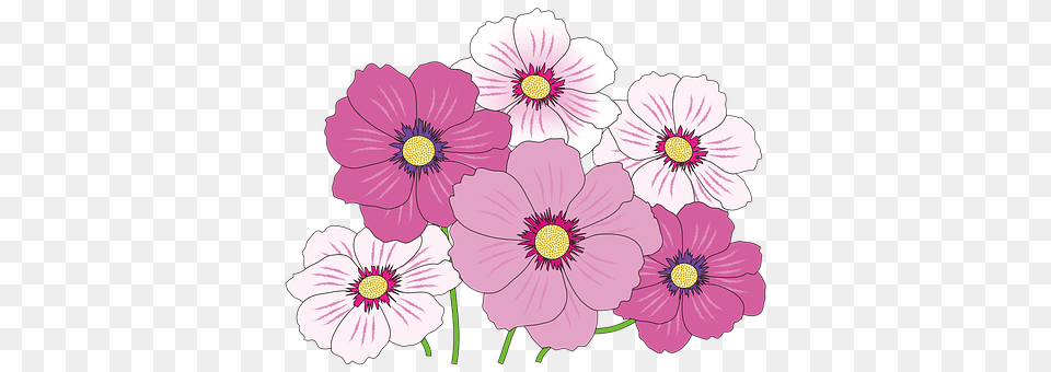 Cosmos Anemone, Anther, Daisy, Flower Png