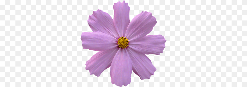 Cosmos Anther, Daisy, Flower, Petal Png