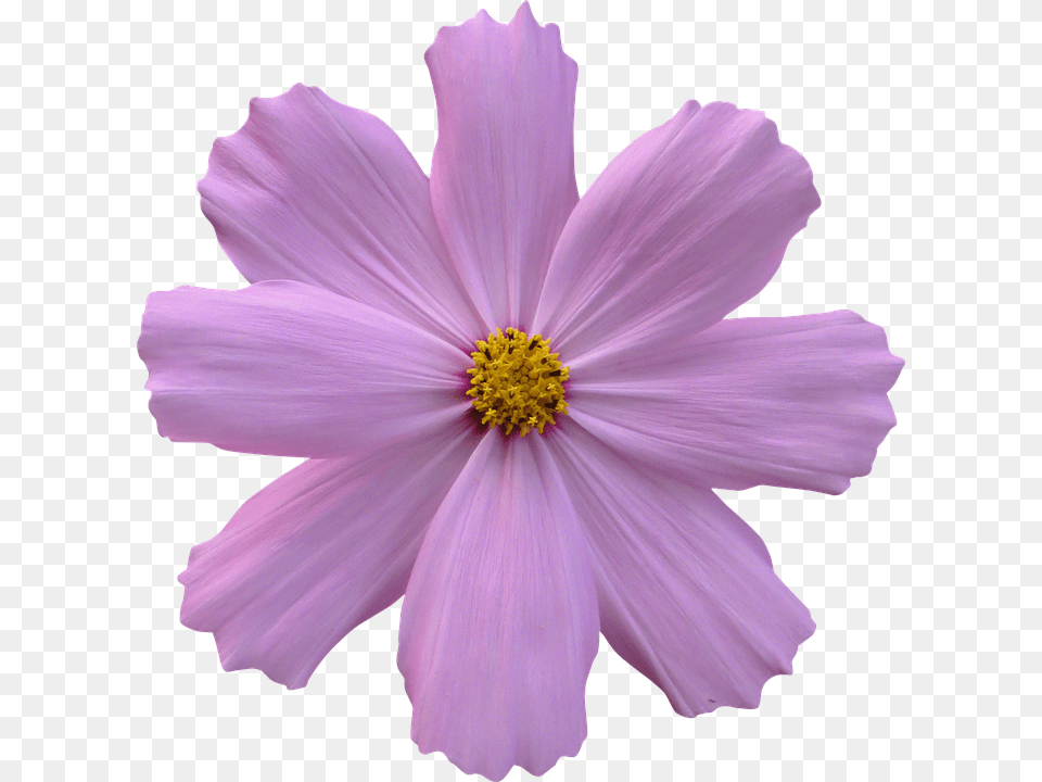 Cosmos Anther, Daisy, Flower, Petal Free Png Download