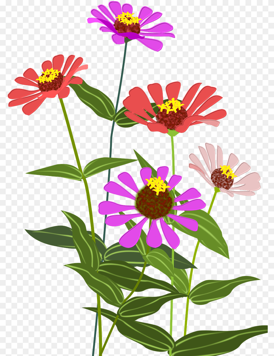 Cosmos Flower Clipart, Anther, Daisy, Plant, Petal Free Transparent Png