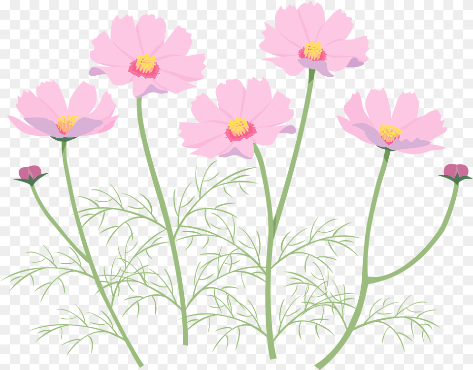 Cosmos Flower Clipart, Daisy, Petal, Plant, Anemone Png