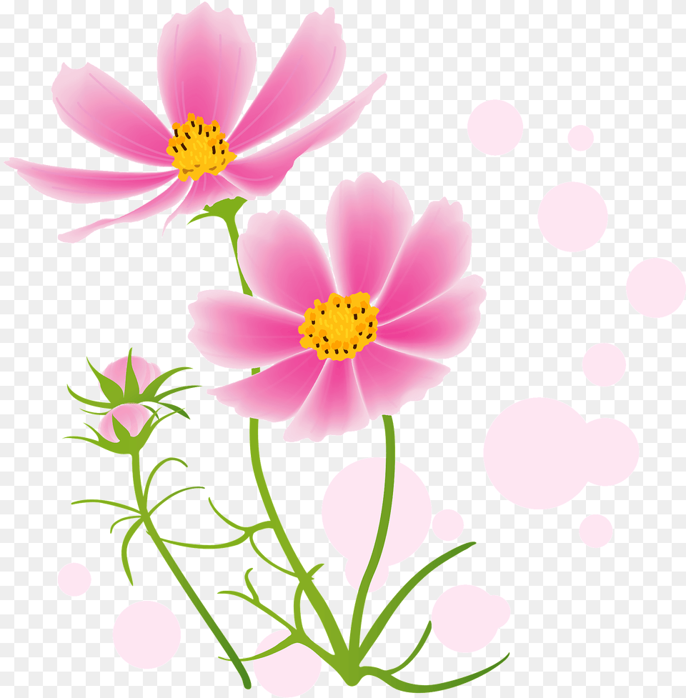 Cosmos Flower Clipart, Plant, Petal, Daisy, Art Png Image