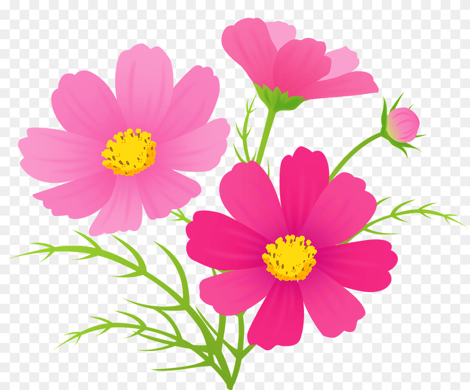 Cosmos Flower Clipart, Daisy, Petal, Plant, Anther Png
