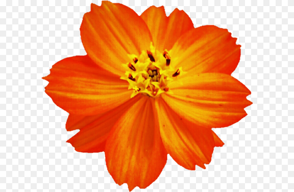 Cosmos Flower Orange Cosmos Flower, Anther, Dahlia, Petal, Plant Png