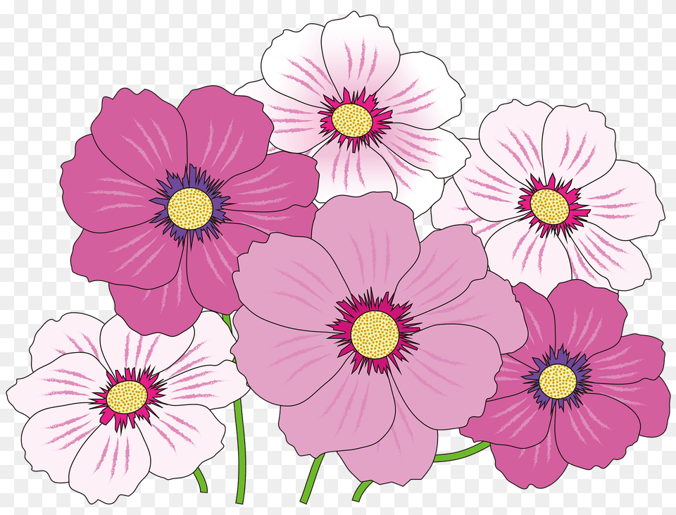 Cosmos Flowers Clipart, Anemone, Anther, Daisy, Flower Png