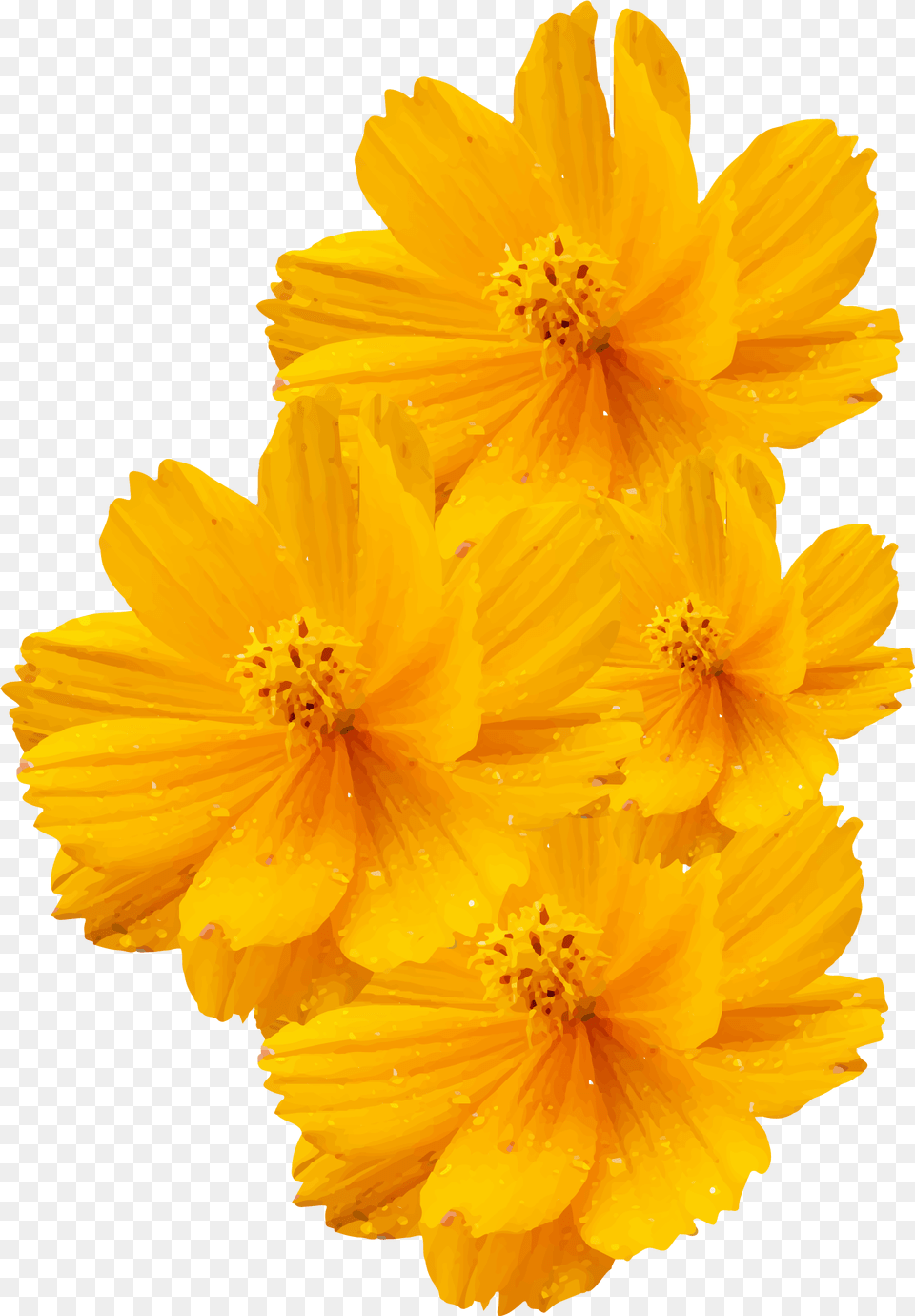 Cosmos Sulphureus Bipinnatus Vector Yellow Flowers, Anther, Daisy, Flower, Petal Png Image