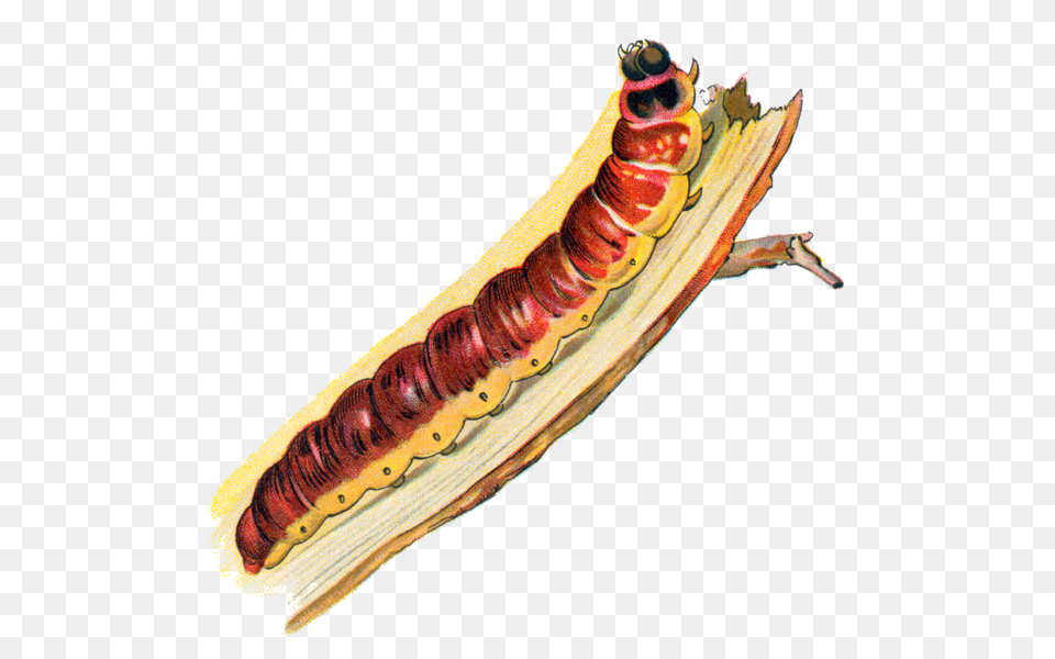 Cossus Cossus Caterpillar, Animal, Insect, Invertebrate, Food Free Png