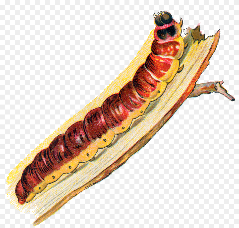 Cossus Cossus Caterpillar Caterpillar, Animal, Insect, Invertebrate, Food Png Image