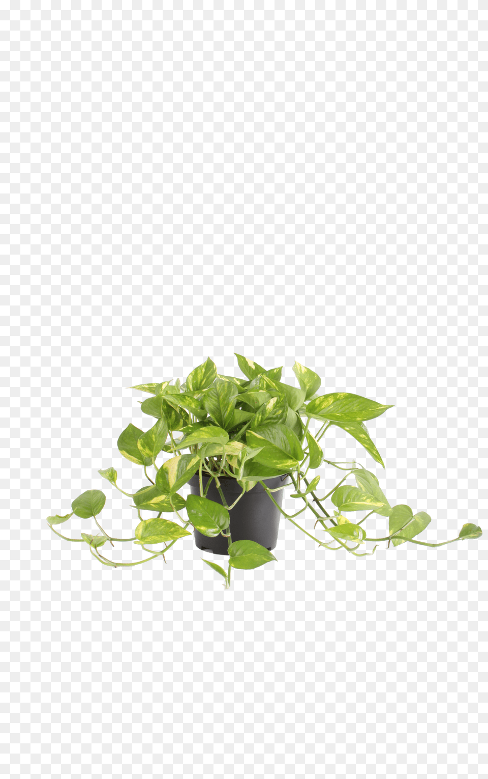 Costa Farms Live Indoor 10in Pothos Grower Pot Top Low Light Plants Png