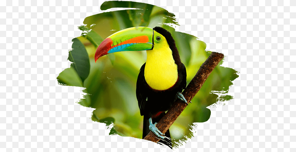 Costa Rica Adventure Tours Birds In Costa Rica, Animal, Beak, Bird, Toucan Free Transparent Png
