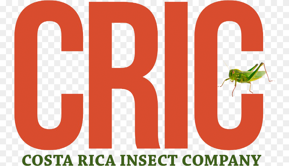 Costa Rica Insect Company, Animal, Invertebrate Free Transparent Png