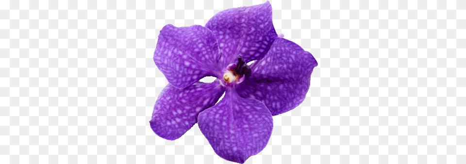 Costa Rica Sloath Costa Rica Waterfall Costa Rica Destination Costa Rica National Flower, Plant, Orchid Png Image