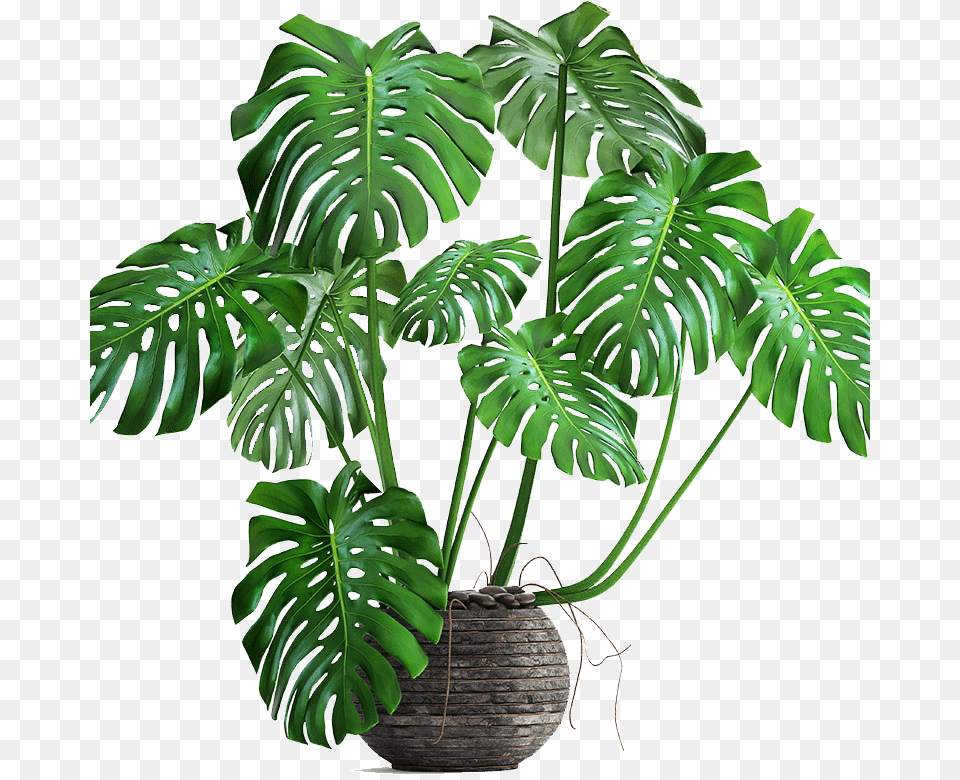 Costilla De Adan Monstera Plant Transparent Background, Leaf, Palm Tree, Tree, Potted Plant Png