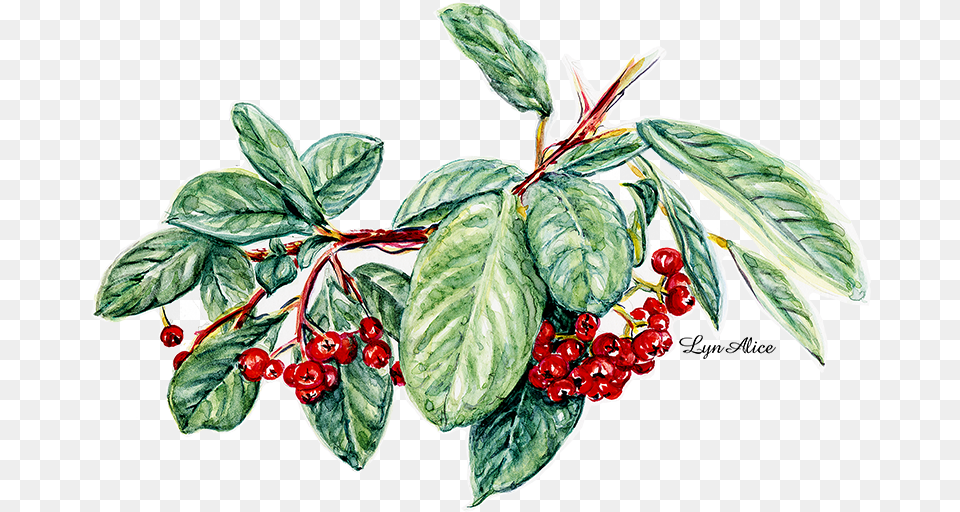 Cotoneaster Watercolor Sugar Maple Watercolor Painting, Leaf, Plant, Food, Fruit Free Transparent Png