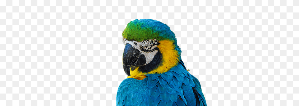 Cotorro Animal, Bird, Macaw, Parrot Png Image